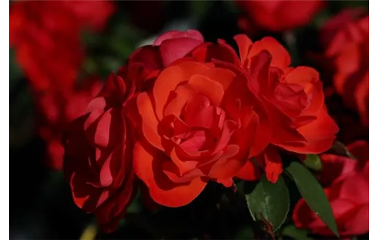 Rosa 'Shalom'® Rosa 'Shalom'®