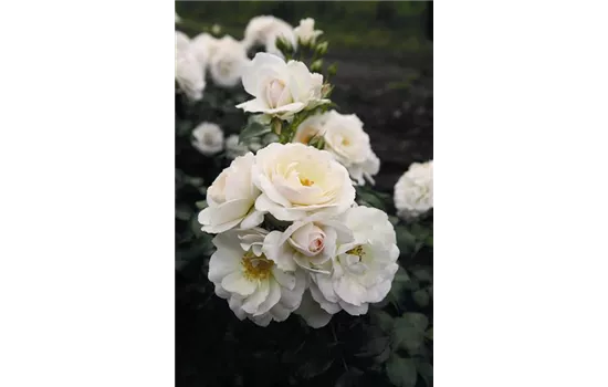 Rosa 'Sirius'® Rosa 'Sirius'®