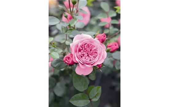 Rosa 'Starlet® Eva®' Rosa 'Starlet® Eva®'