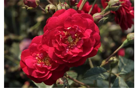 Rosa 'Starlet® Lola®' Rosa 'Starlet® Lola®'