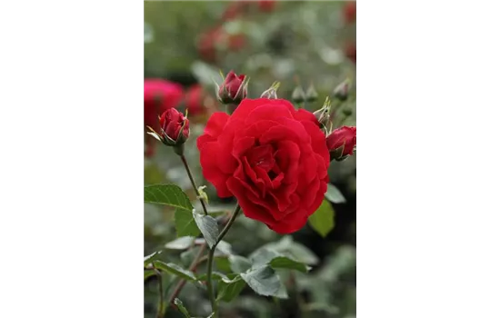 Rosa 'Sympathie'® Rosa 'Sympathie'®