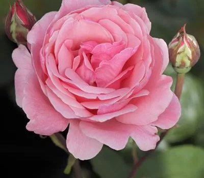 The Queen Elizabeth The Queen Elizabeth