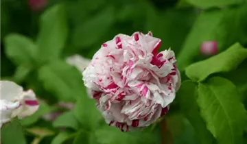 Strauchrose 'Variegata di Bologna'