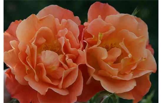 Rosa 'Westerland'® Rosa 'Westerland'®
