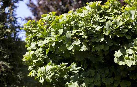 Ginkgo biloba 'Simon' Ginkgo biloba 'Simon'
