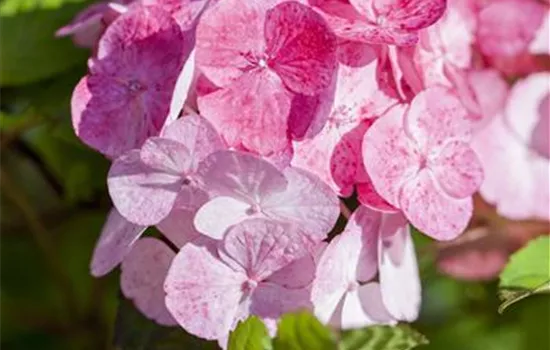 Hydrangea serrata 'Preziosa' Hydrangea serrata 'Preziosa'