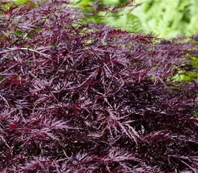 Acer palmatum 'Dissectum Atropurpureum' Acer palmatum 'Dissectum Atropurpureum'
