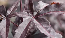 Fächerahorn 'Red Emperor'