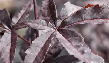 Fächerahorn 'Red Emperor'