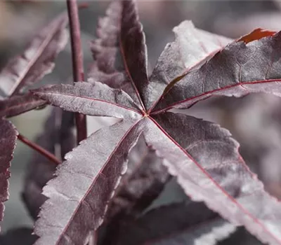 Acer palmatum 'Red Emperor' Acer palmatum 'Red Emperor'