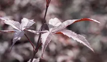 Fächerahorn 'Red Emperor'