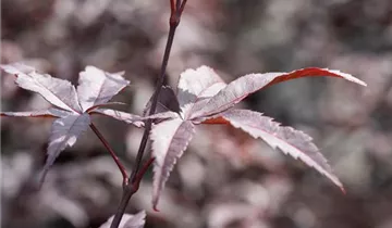 Fächerahorn 'Red Emperor'