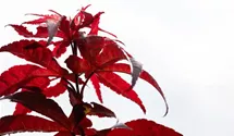 Fächerahorn 'Red Emperor'