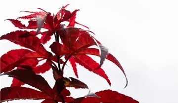 Fächerahorn 'Red Emperor'