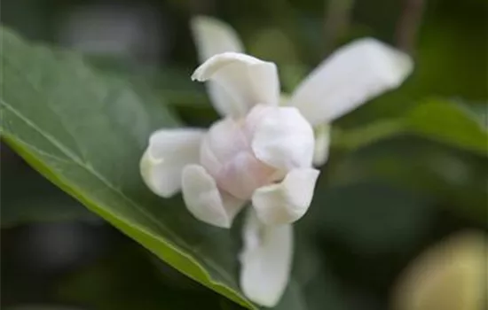 Calycanthus x raulstonii 'Venus'