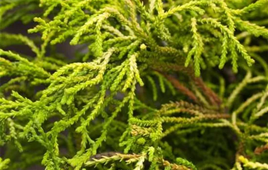 Chamaecyparis obtusa 'Gitte'
