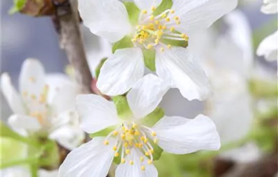 Prunus incisa 'Kojou-no-mai'