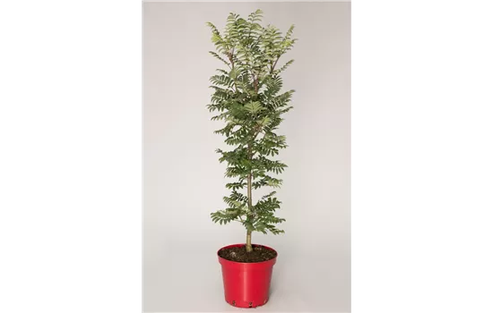 Sorbus aucuparia 'Fastigiata'