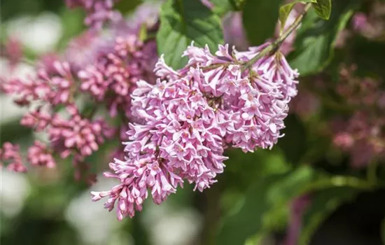 Syringa 'Bloomerang® Pink Perfume'(s) Syringa 'Bloomerang® Pink Perfume'(s)