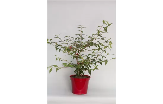 Viburnum plicatum 'Molly Schröder'
