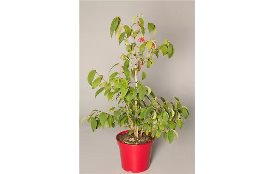 Viburnum plicatum 'Kilimandjaro® Sunrise' Viburnum plicatum 'Kilimandjaro® Sunrise'