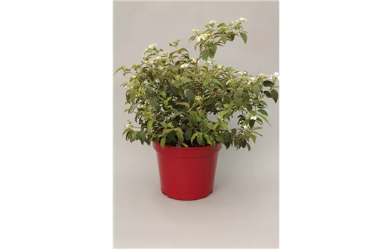 Viburnum plicatum 'Summer Snowflake' Viburnum plicatum 'Summer Snowflake'