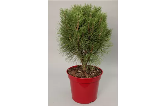 Pinus nigra 'Rondello'