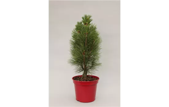 Pinus nigra 'Green Tower'