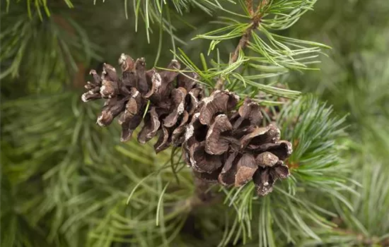 Pinus parviflora 'Tempelhof'