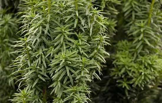 Taxus baccata 'David' Taxus baccata 'David'