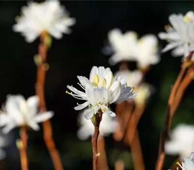 Rhododendron canadense 'Album' Rhododendron canadense 'Album'