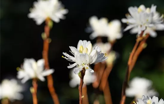 Rhododendron canadense 'Album' Rhododendron canadense 'Album'
