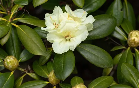 Rhododendron yakushimanum 'Lucinda' Rhododendron yakushimanum 'Lucinda'