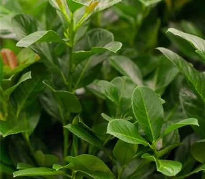 Prunus laurocerasus 'Etna'®