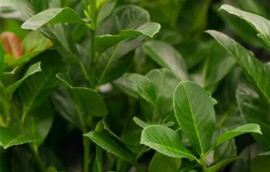 Prunus laurocerasus 'Etna'® Prunus laurocerasus 'Etna'®