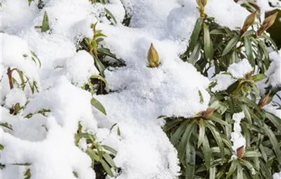 Rhododendron ponticum 'Graziella' Rhododendron ponticum 'Graziella'