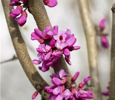 Cercis canadensis var. texensis 'Oklahoma' Cercis canadensis var. texensis 'Oklahoma'