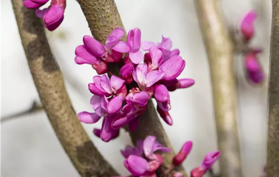 Cercis canadensis var. texensis 'Oklahoma' Cercis canadensis var. texensis 'Oklahoma'