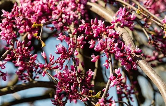 Cercis canadensis 'Lavender Twist'®
