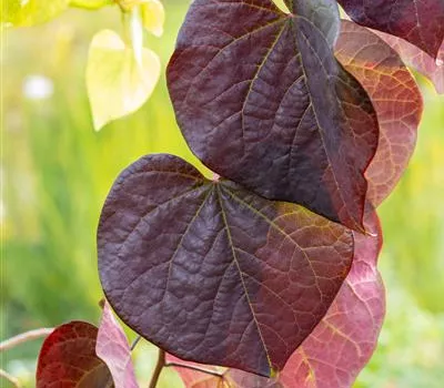 Cercis canadensis 'Ruby Falls' Cercis canadensis 'Ruby Falls'