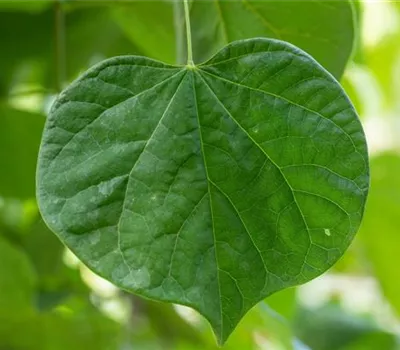 Cercis canadensis 'Vanilla Twist' Cercis canadensis 'Vanilla Twist'