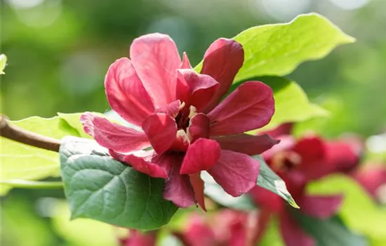 Calycanthus x raulstonii 'Hartlage Wine'