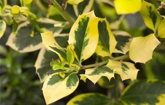 Ilex altaclerensis 'Golden King'