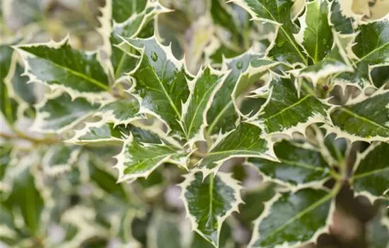 Ilex aquifolium 'Argentea Marginata'