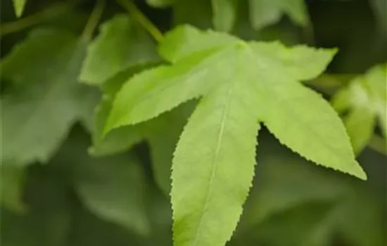 Liquidambar styraciflua 'Gum Ball'