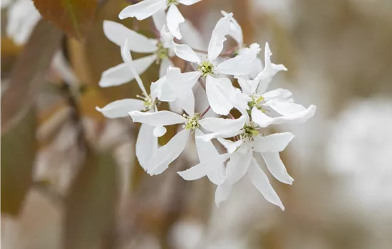Amelanchier laevis 'Ballerina' Amelanchier laevis 'Ballerina'