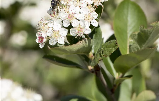 Aronia x prunifolia 'Nero' Aronia x prunifolia 'Nero'