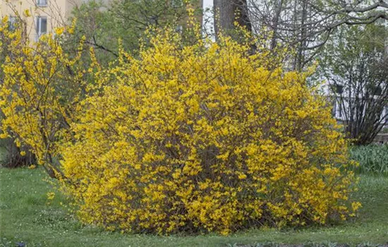 Forsythia x intermedia 'Spectabilis'
