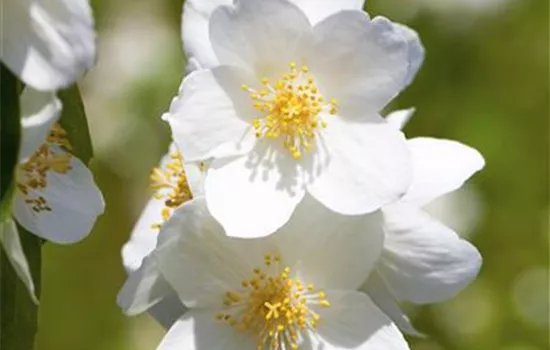 Philadelphus 'Erectus'