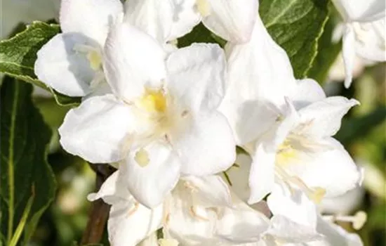 Weigela 'Snowflake'